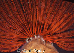 blood red feather star on a night dive in Lembeh by Geoff Spiby 